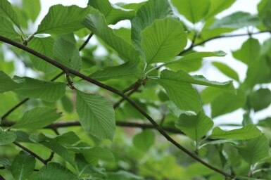 Sorbus aria 'Lutescens'