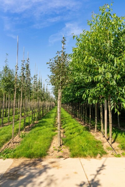 Sorbus aria 'Magnifica' hochstamm 10/12