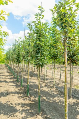 Sorbus aria 'Magnifica' hochstamm