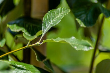 Sorbus aria 'Magnifica' hochstamm 10/12