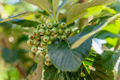 Sorbus aria 'Magnifica' hochstamm 10/12