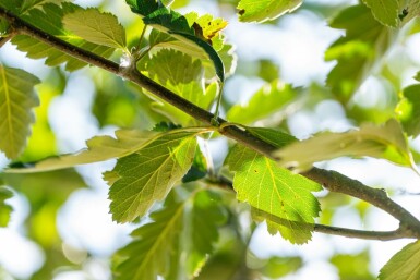 Sorbus aria 'Magnifica' hochstamm 10/12