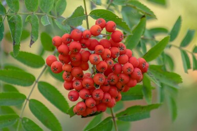 Sorbus aucuparia hochstamm