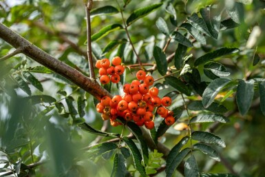 Sorbus aucuparia hochstamm 6/8