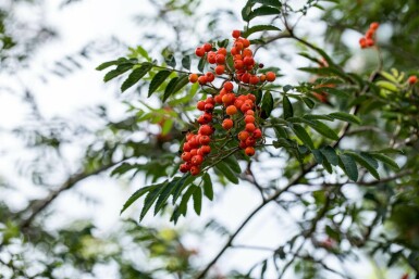 Sorbus aucuparia hochstamm 6/8