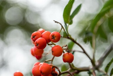 Sorbus aucuparia hochstamm 6/8