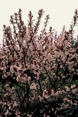 Prunus cistena