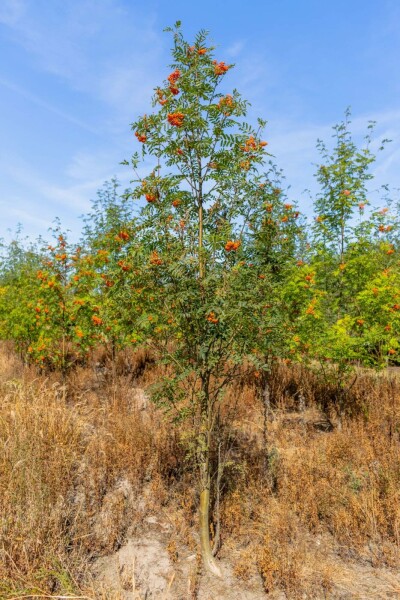 Sorbus aucuparia mehrstämmig 250-300