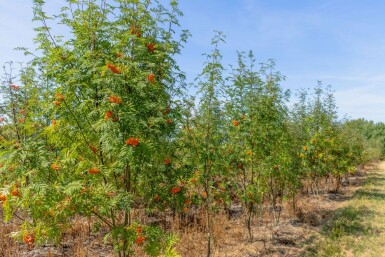 Sorbus aucuparia mehrstämmig