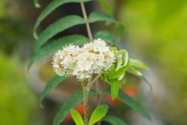 Sorbus aucuparia mehrstämmig 250-300