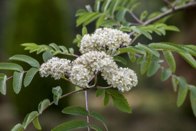 Sorbus aucuparia mehrstämmig 250-300