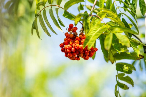 Sorbus aucuparia var. edulis