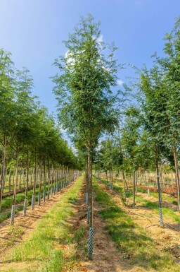 Sorbus aucuparia var. edulis hochstamm