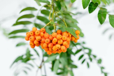 Sorbus aucuparia var. edulis hochstamm 12/14