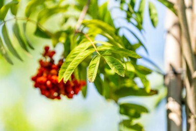 Sorbus aucuparia var. edulis hochstamm 12/14