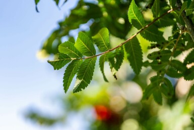 Sorbus aucuparia 'Fastigiata'