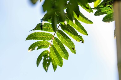 Sorbus aucuparia 'Fastigiata' hochstamm 10/12