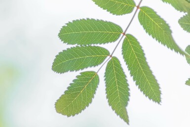 Sorbus aucuparia 'Fastigiata' hochstamm 10/12