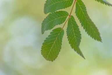 Sorbus aucuparia 'Fastigiata' hochstamm 10/12