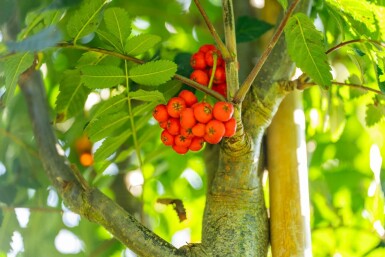 Sorbus aucuparia 'Fastigiata' hochstamm 10/12