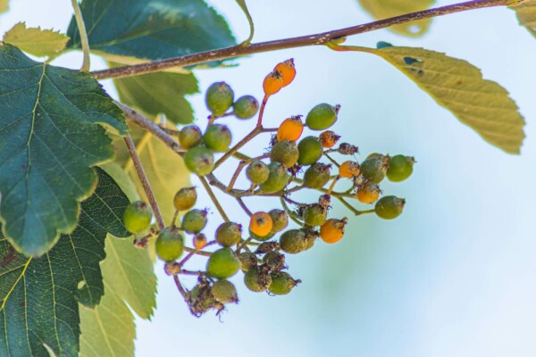 Sorbus intermedia