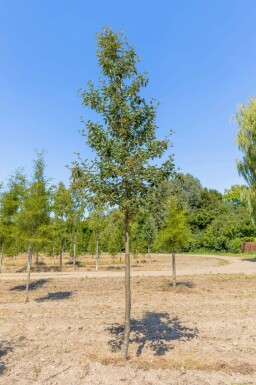 Sorbus intermedia hochstamm