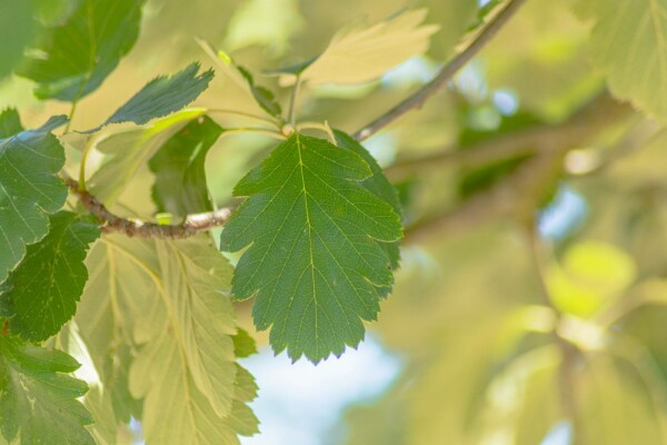 Sorbus intermedia mehrstämmig 200-250