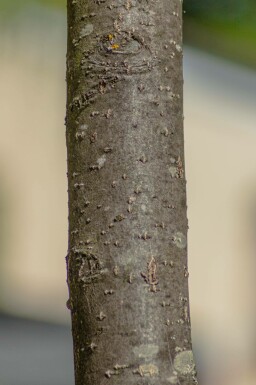 Sorbus intermedia mehrstämmig