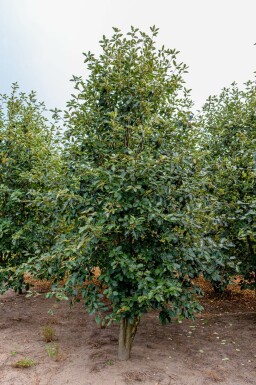 Sorbus intermedia 'Brouwers'