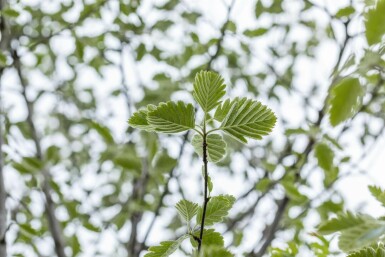 Sorbus intermedia 'Brouwers' hochstamm 12/14