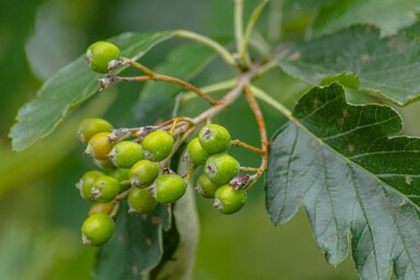 Sorbus intermedia 'Brouwers' hochstamm 12/14