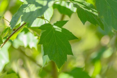 Sorbus torminalis