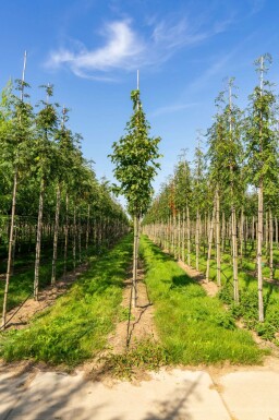 Sorbus torminalis hochstamm