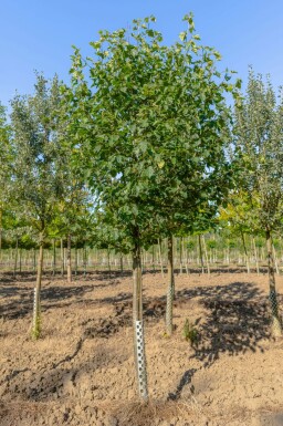 Sorbus torminalis hochstamm