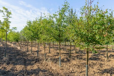 Sorbus torminalis hochstamm 12/14