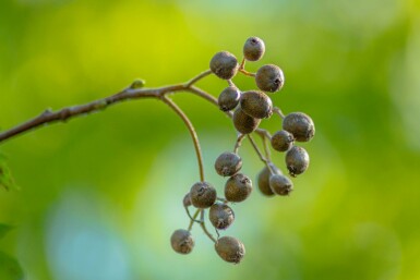 Sorbus torminalis hochstamm 12/14