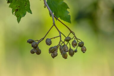 Sorbus torminalis hochstamm 12/14