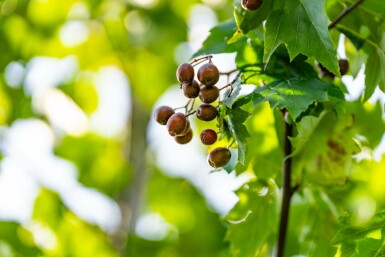 Sorbus torminalis hochstamm 12/14