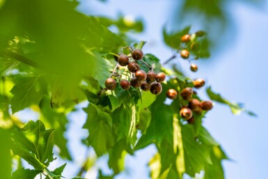 Sorbus torminalis hochstamm 12/14