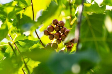 Sorbus torminalis hochstamm 12/14