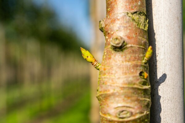 Sorbus 'Dodong'