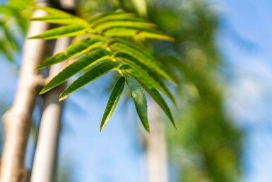 Sorbus 'Dodong' hochstamm 6/8