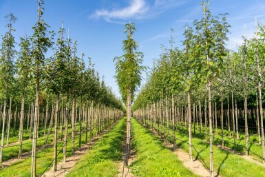 Sorbus 'Dodong' hochstamm 6/8