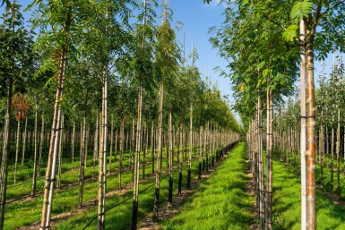 Sorbus 'Dodong' hochstamm 6/8