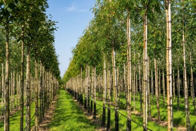 Sorbus 'Dodong' hochstamm 6/8