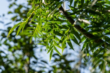 Sorbus 'Dodong' hochstamm 6/8