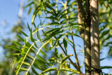 Sorbus 'Dodong' hochstamm 6/8