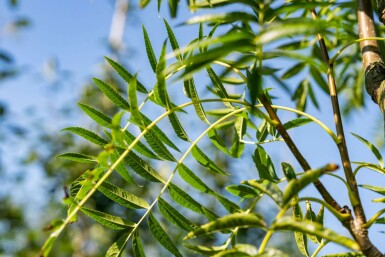 Sorbus 'Dodong' hochstamm 6/8