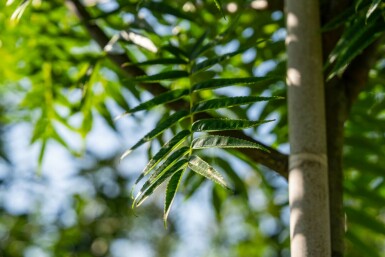 Sorbus 'Dodong' hochstamm 6/8