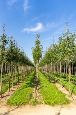 Sorbus 'Dodong' hochstamm 6/8